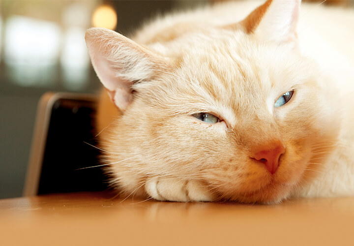 A cat lays sleepily on a table